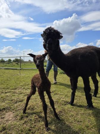 Image 2 of 3 x males and 3 x female alpaca's