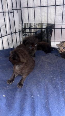 Image 6 of 1 black tabby female kittens ready to leave 8th may