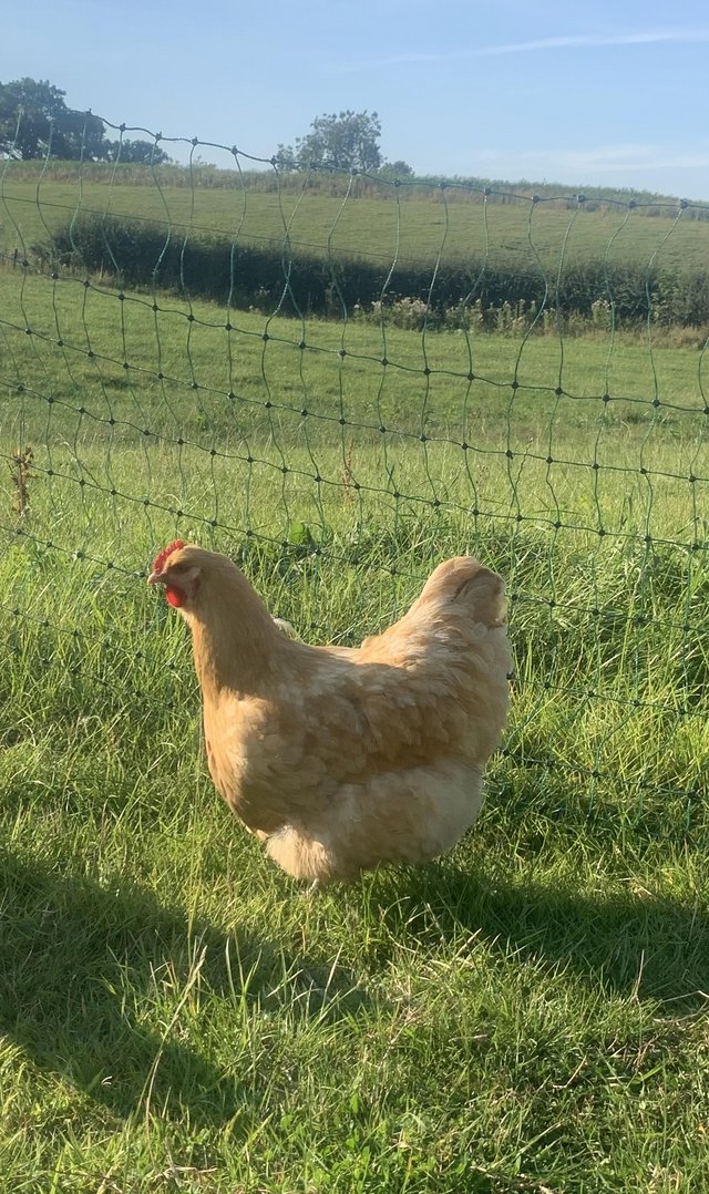 Preview of the first image of Pure Bred Buff Orpington Pair.