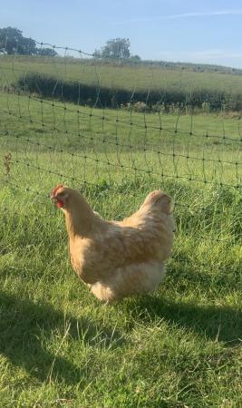Image 1 of Pure Bred Buff Orpington Pair