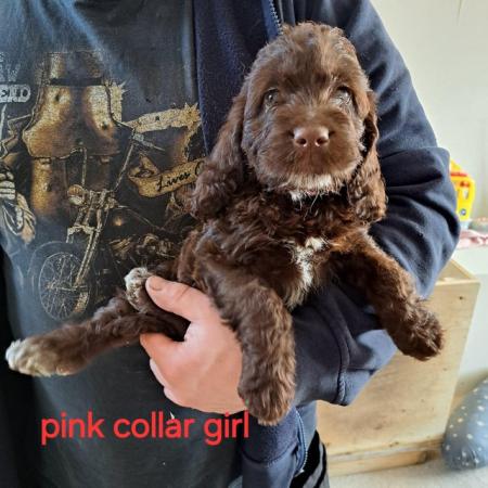 Image 1 of ITALIAN SPINONE X MINI POODLE PUPPIES