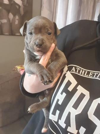 Image 2 of Blue kc Staffordshire bull terrier puppies