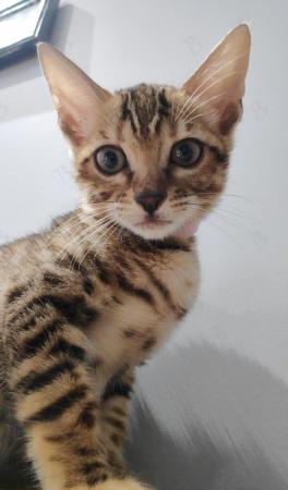 Image 7 of Incredible Pedigree TICA reg Bengal kitten Durham + FREE