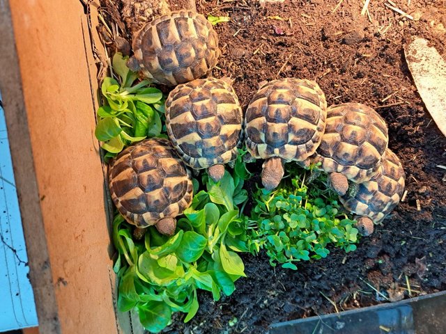 Preview of the first image of Hermann Tortoise Hatchlings.