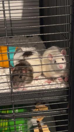 Image 4 of 4 Male Fancy Rats For sale