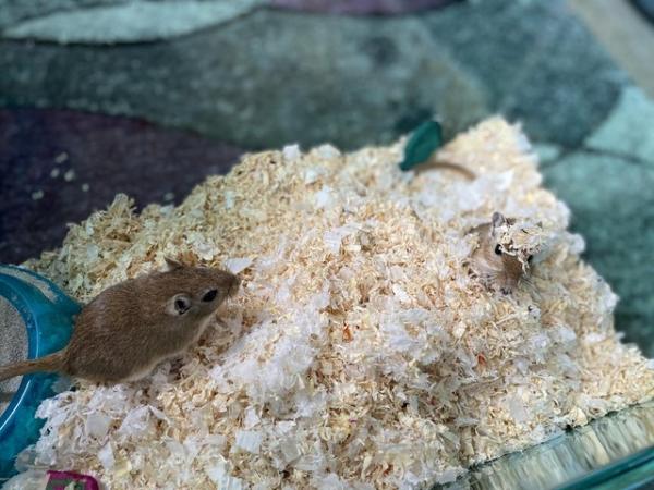 Image 4 of 2 x Golden Brown Gerbils Looking For Their New Home