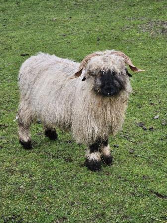 Image 2 of Various age valais blacknose sheep
