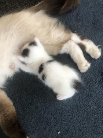 Image 34 of Ragdoll Maincoon cross brown fluffy male