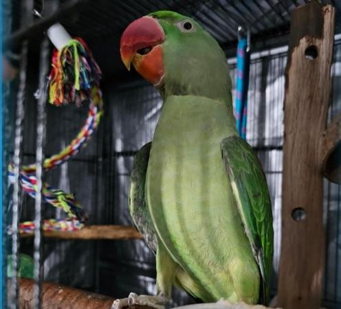 Image 5 of Alexandrine Parrot Male