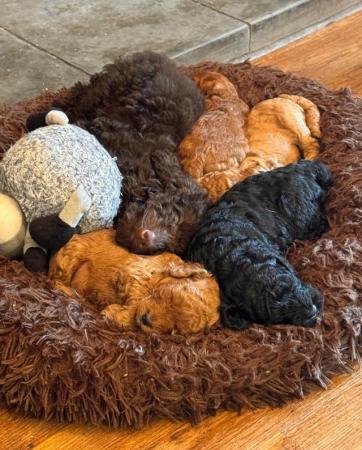 Image 5 of Quality KC Miniature Poodle Puppies