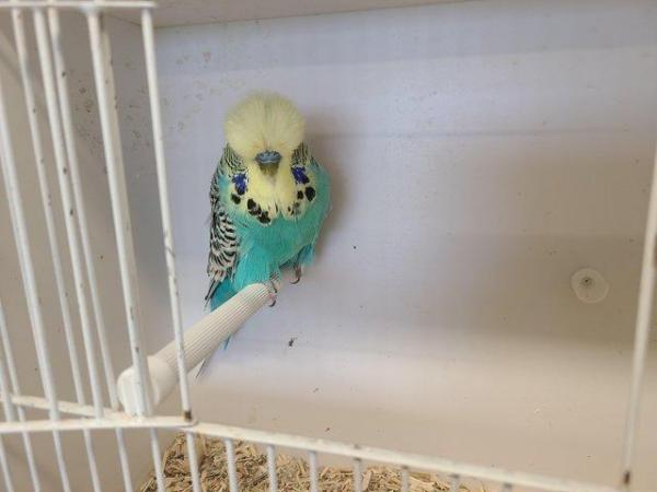 Image 10 of Exhibition budgerigars for sale
