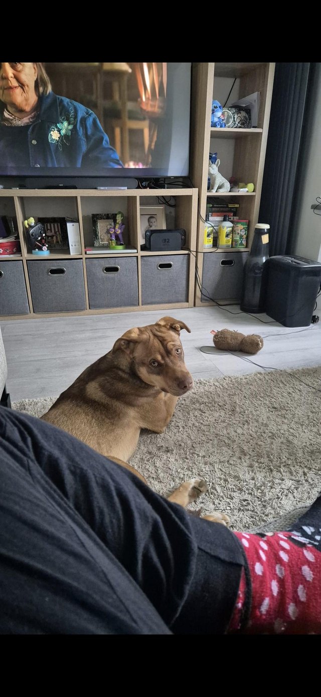 Male German sheppard X Cane corse — Pets & Animals in Loughton