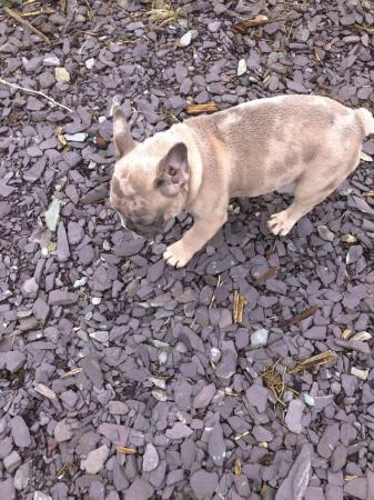 Image 10 of lilac fawn Merle puppies available