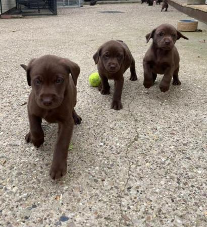 Image 11 of KC Reg Chocolate Labrador Puppies Parents Health Tested