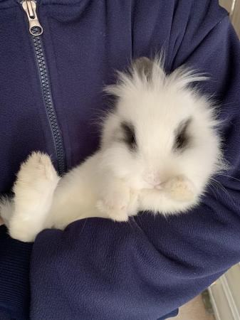 Image 5 of Gorgeous Lionhead-dwarf bunny comes with a cage