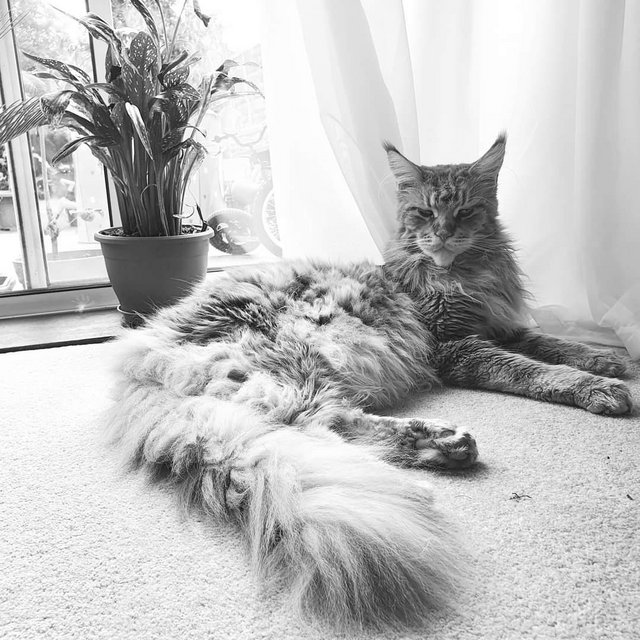 Preview of the first image of 7yr old male Maine Coon needs a loving rural home.