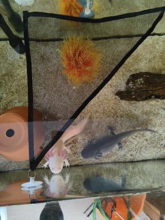 Image 1 of Two Axolotl for sale £50 each or both for £80
