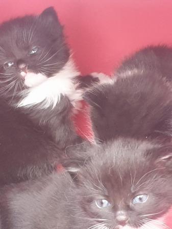Image 4 of Beautiful kittens looking for their forever homes