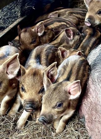 Image 3 of Wild boar piglets for sale, Gilts and Boars