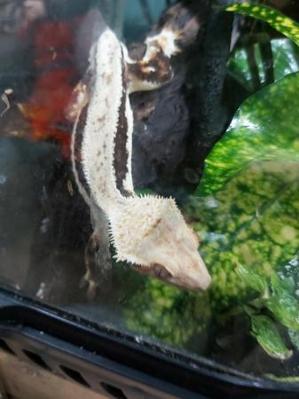Image 1 of Lily white male crestie gecko