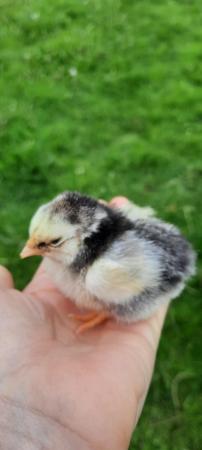 Image 2 of Silver laced wyandotte bantam chicks for sale