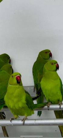 Image 2 of 2023 hatched Ringnecks available