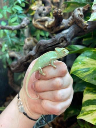 Image 6 of Baby male Veiled chameleon at urban exotics