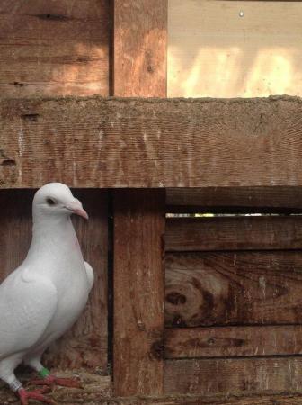 Image 21 of PURE WHITE RACING PIGEON FOR SALE
