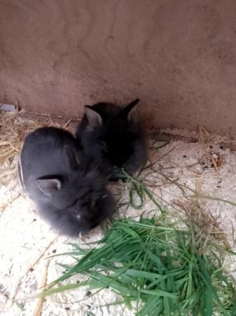Image 5 of 6week old baby rabbits for sale lion head cross Netherland d