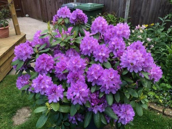 Image 3 of Well established mature rhododendron plant and container