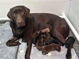 Preview of the first image of Gorgeous KC Reg Chocolate/Black Chunky Labrador Puppies.