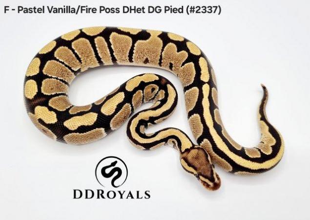 Image 4 of Royal Pythons: Pieds, Desert Ghosts. ADULTS AND HATCHLINGS