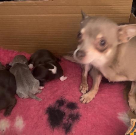 Image 4 of Chihuahua puppies for sale