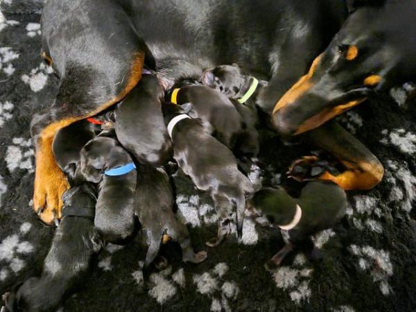 Image 6 of 2 boys READY NOW Doberman pups from health tested parents