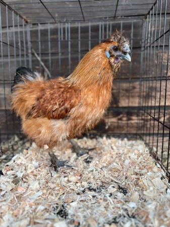 Image 3 of Pure Silkie Cockeral’s 2023 Hatch