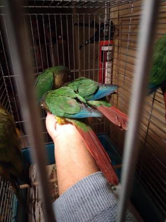 Image 5 of Green cheek and pineapple Young Conures (Doesn't Bite)