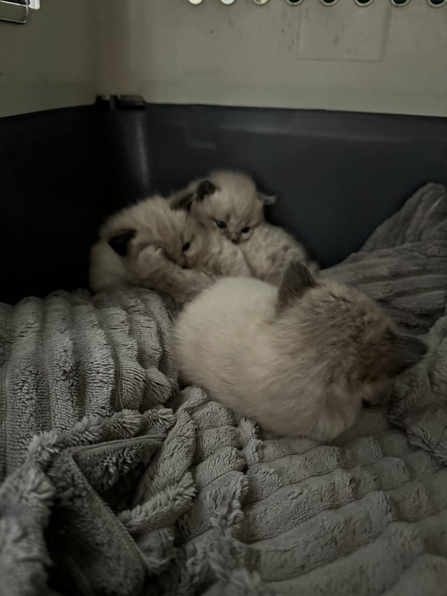 Preview of the first image of Beautiful ragdoll kittens ??.