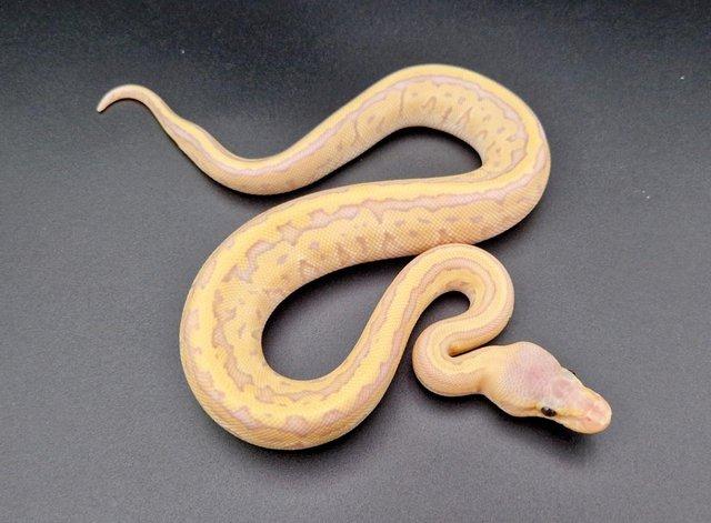 Preview of the first image of Banana Pinstripe Pastel Mojave Male Ball Python 231006.