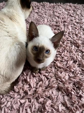 Image 9 of GCCF registered Siamese kittens ready now at 14 weeks of age