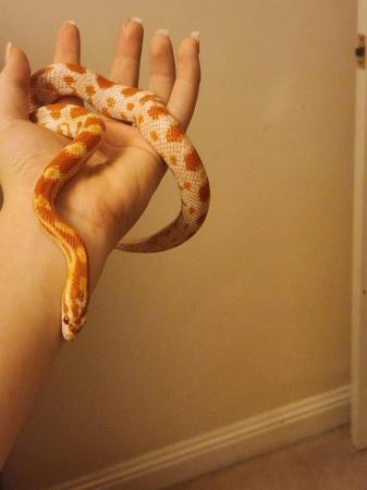 Image 6 of Two lovely, well handled corn snakes. With full set up!