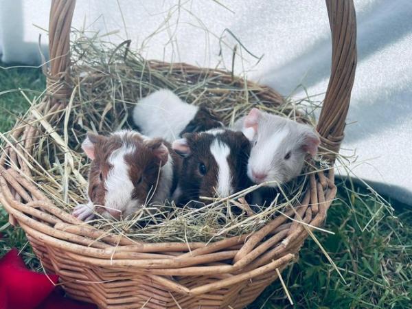 Image 5 of Beautiful baby guinea pigs for sale.