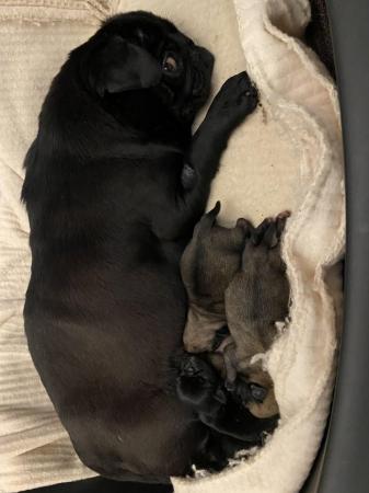 Image 3 of KC fully vaccinated Pug Puppies