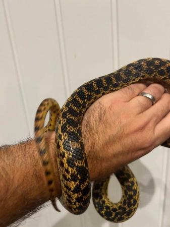 Image 4 of 3 year old female Sonoran Gopher snake