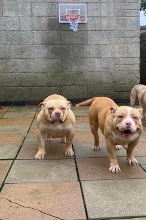 Image 5 of American Bully Pocket Puppies.