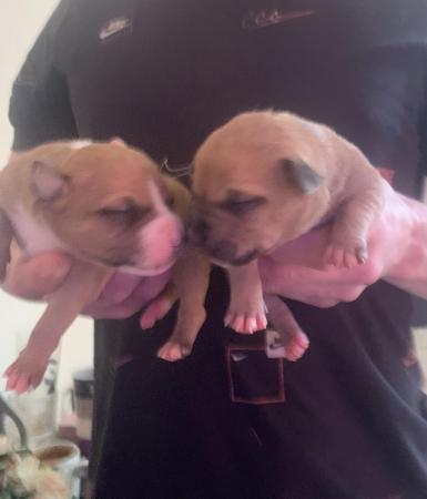 Image 3 of 10 days old staffy puppies
