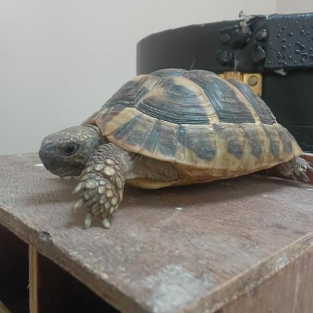 Image 1 of 3 year old tortoise for sale