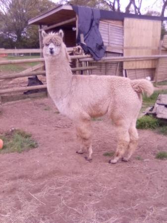 Image 2 of 2 1/2 year old intact Male Alpaca
