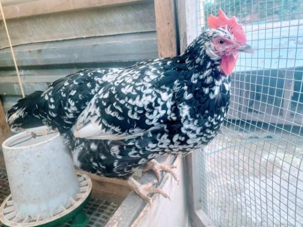 Image 5 of Egg Laying French Marans Hens