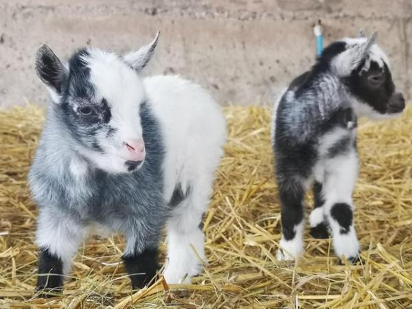 Image 3 of 2 gorgeous pygmy goat Wethers available to reserve