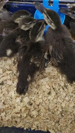 Image 1 of Mallard Ducklings £60 ono for all 6